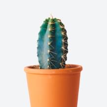 Kaktus Plants