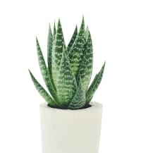 Landak Plants