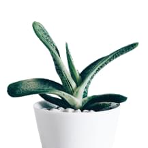 Kecubung Plants