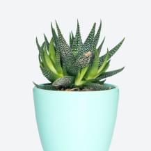 Kecubung Plants