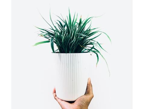plant