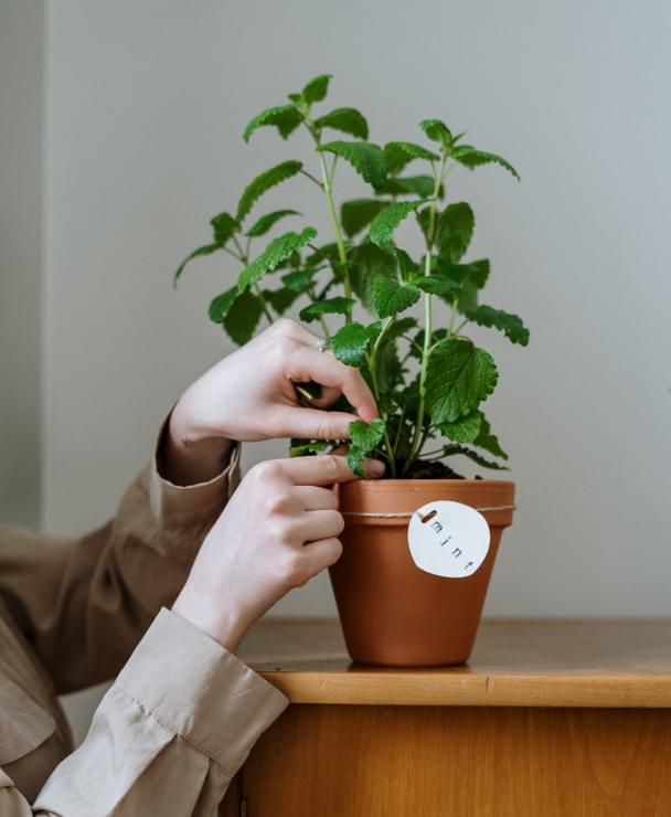 Plant