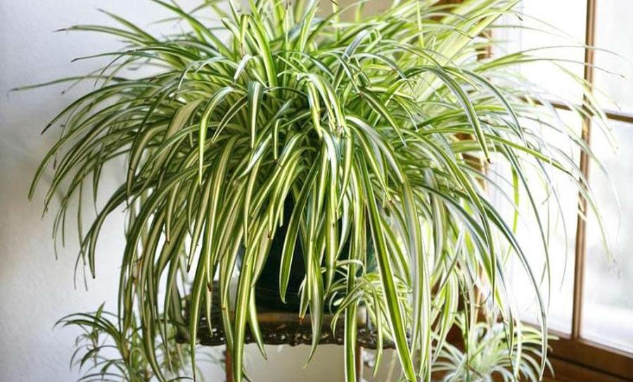 Plant